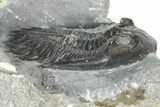 Mrakibina Trilobite - Mrakib, Morocco #363110-2